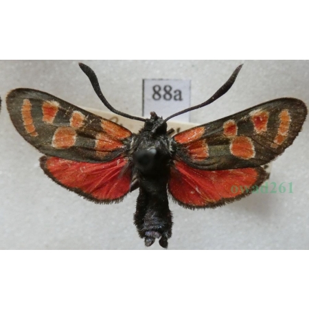 Zygaena carniolica (Scopoli, 1763) Kraśnik rzęsinowiec Deutschland88a